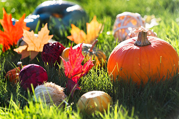 leafes de arce y pumpkins - leafes fruit orange leaf fotografías e imágenes de stock