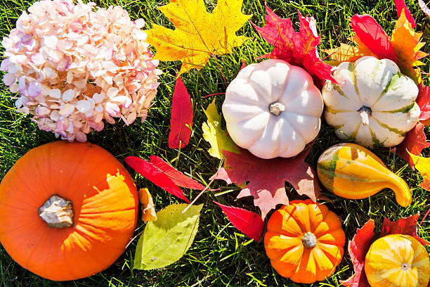 leafes de arce y pumpkins - leafes fruit orange leaf fotografías e imágenes de stock