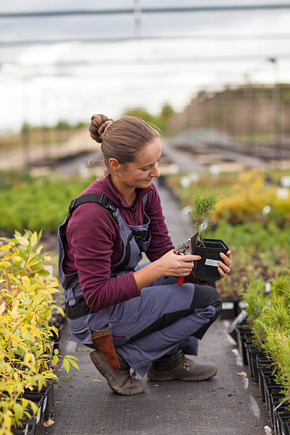 mulher gardener transplants e rearranges plantas em vasos, - gardening women vegetable formal garden - fotografias e filmes do acervo