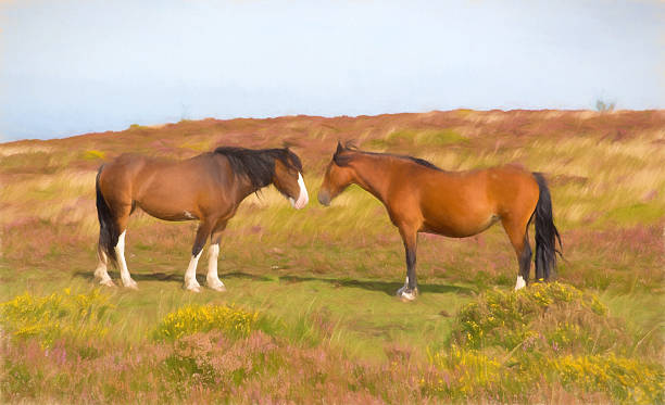 istock Two ponies touching noses in a field with purple heather 492971508