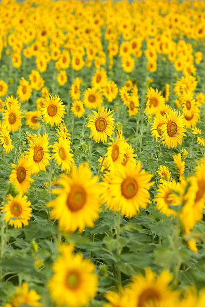 istock Colorful and vast sunflowers field 492980704