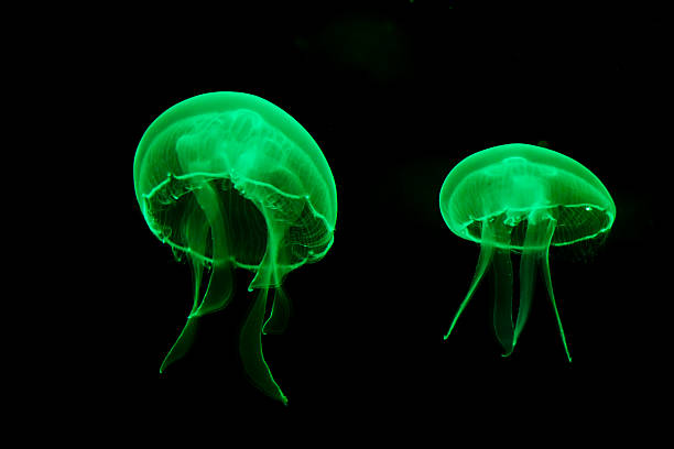 medusa - jellyfish moon jellyfish underwater wildlife fotografías e imágenes de stock