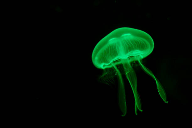 meduse verde su sfondo nero - phosphorescence foto e immagini stock