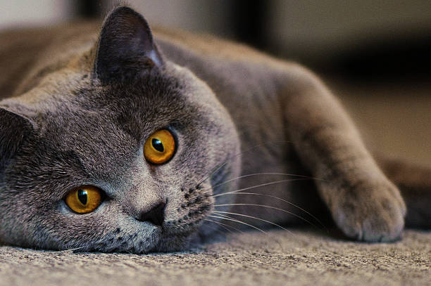istock Cat breed British Shorthair Blue 492982826