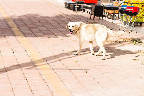Homeless and hungry dog
