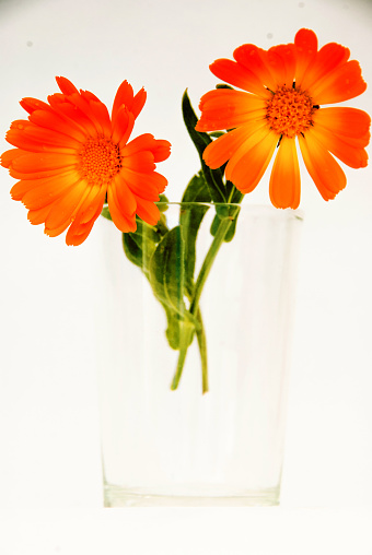 Two flowers in a glass