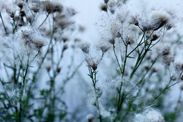 istock flowers and seeds of thistle 492983628