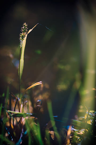 istock Morning in city park.Selective focus. 492984240