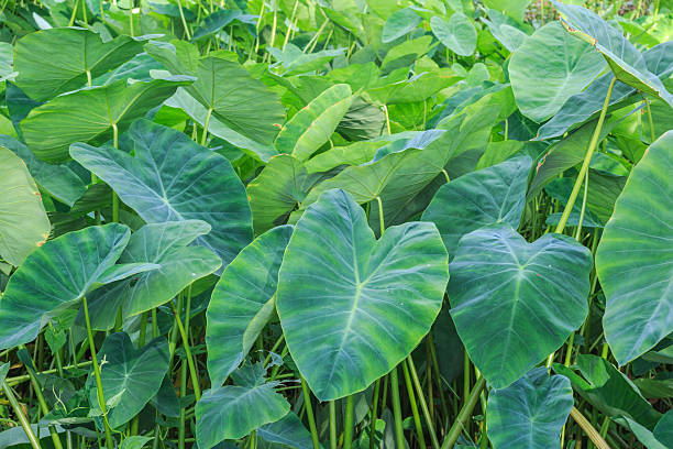 istock field of taro plants 492985194