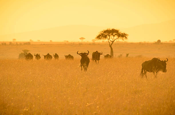 istock wildebeest in the savannah at sunrise 492985236