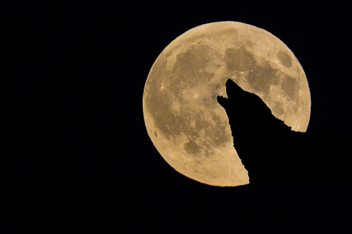 shadow of a whining wolf with the full moon in the background 