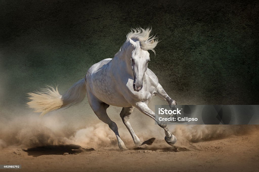 Horse White andalusian horse in desert dust against dark background Horse Stock Photo