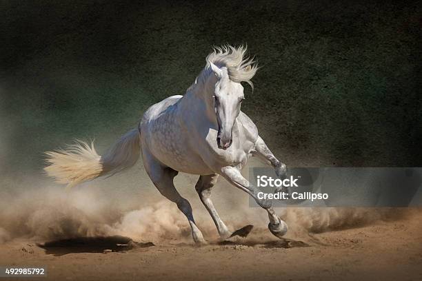 Horse Stock Photo - Download Image Now - Horse, Running, Sunset