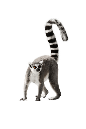 The Lemur with a raised tail standing on white background