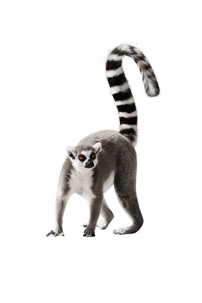 Lemur The Lemur with a raised tail standing on white background primate photos stock pictures, royalty-free photos & images