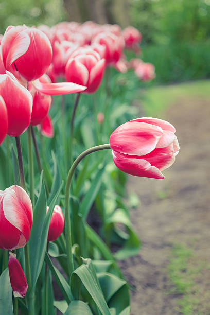 Tulipa dobrado - foto de acervo