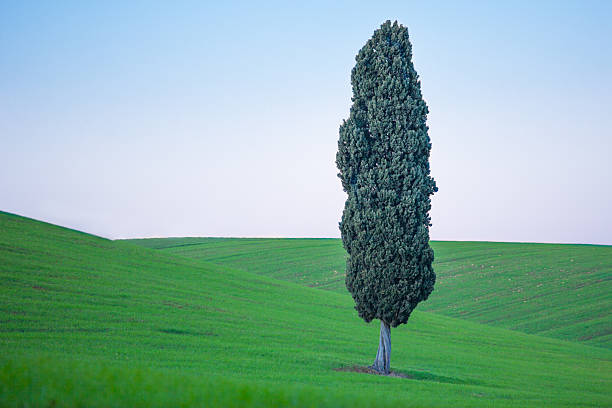 istock Beautiful landscape in Tuscany, Italy 492986470