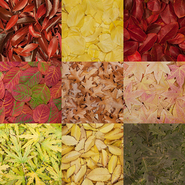 istock beautiful autumn leaves 492987172