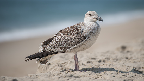 Seagull on Surfside beach on Nantucket