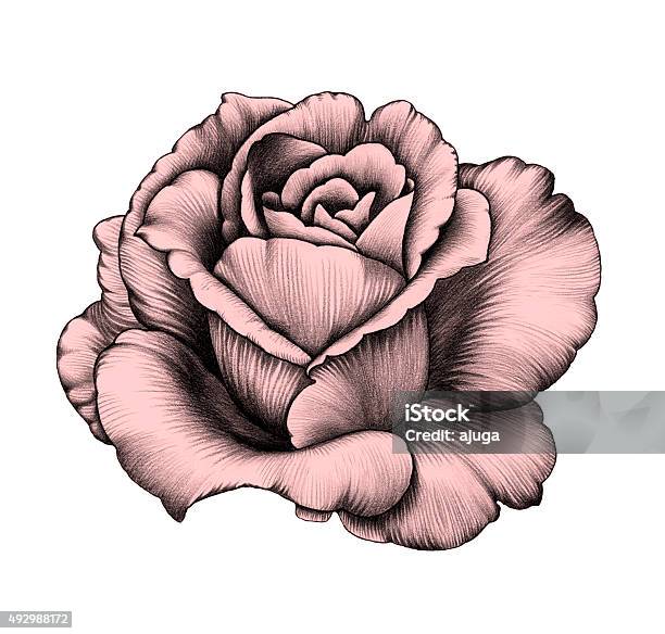 Flower Pencil Drawing Stock Illustration - Download Image Now - 2015, Art, Arts Culture and Entertainment