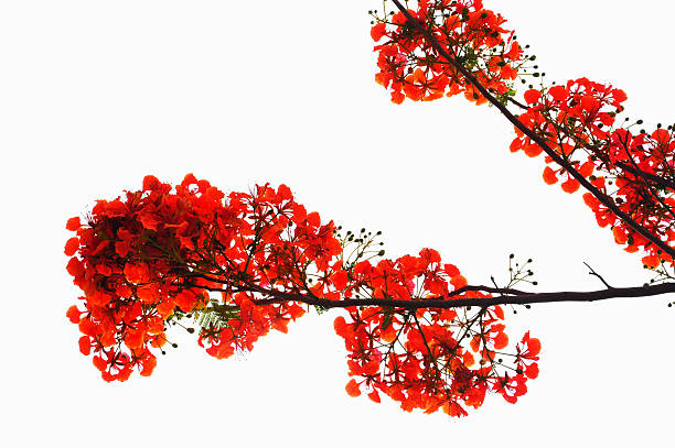 Beautiful peacock flowers on white background,close up