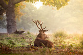 Red deer stag resting during the autumn rut