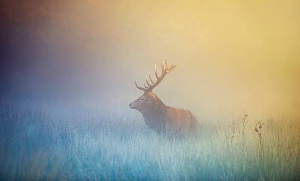 istock Red deer stag at dawn during rut 492988472