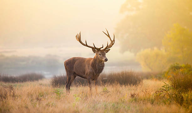 istock Red deer stag in the early morning mist 492988518