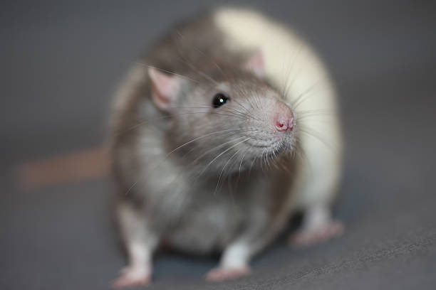 istock Portrait of domestic rat 492988836