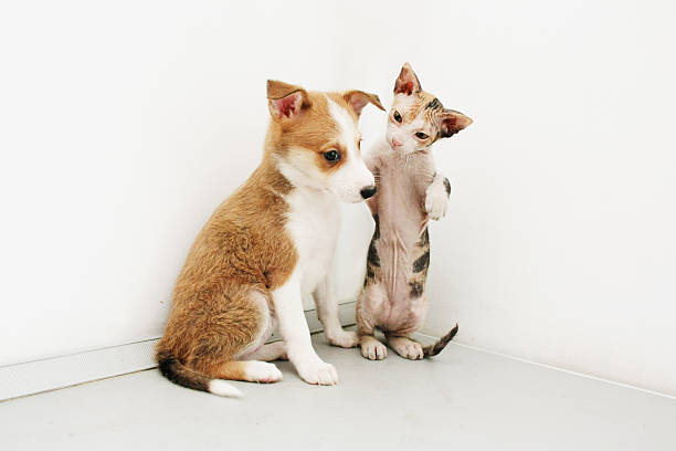 istock Bald fluffy kitten plays with a puppy 492989362
