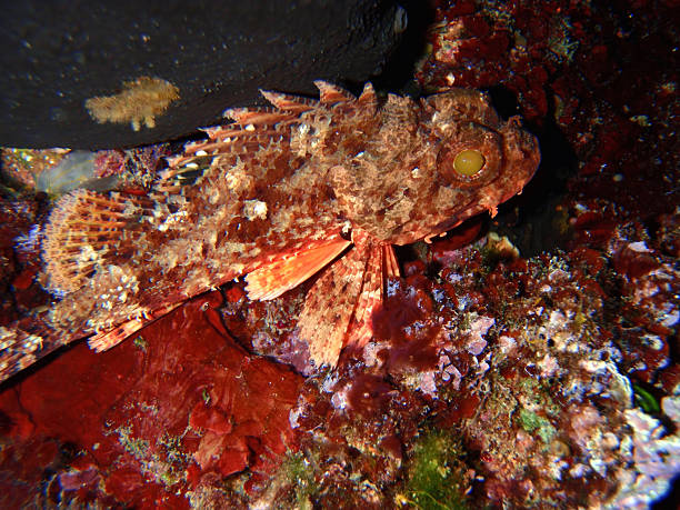 Coral fish Underwater photo showing colorful coral grouper, Adriatic coastline, Dalmatia, Croatia. red scorpionfish photos stock pictures, royalty-free photos & images