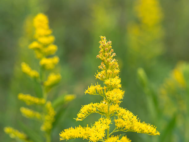istock Canada goldenrod in  the autumn field 492989872