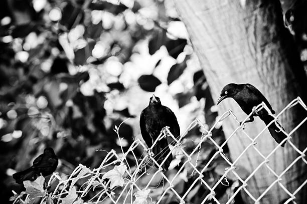 istock blackbirds on fence 492990058
