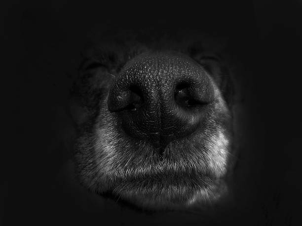 istock Big nose sheepdog on a black background 492990556