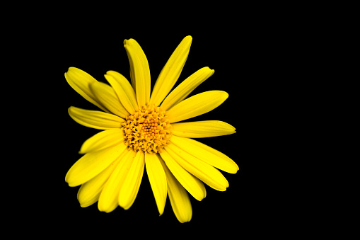 Yellow osteospermum esklions or basement daisy.
