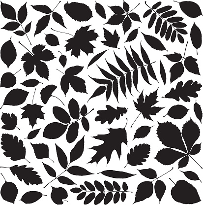 Shapes of leaves