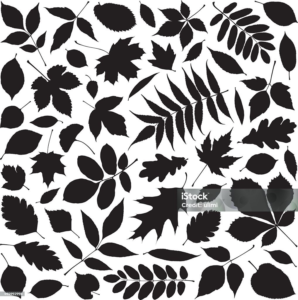 Leaves Shapes of leaves Leaf stock vector