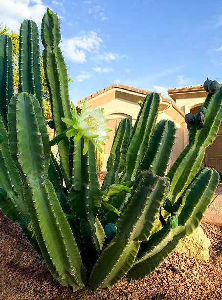 Night cactus flower slowly closing its petals in the morning, Phoenix frontyard in Autumn,  Arizona