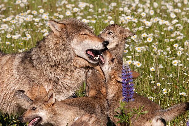 istock Playful Wolf Pups and Mom Close up 492994076