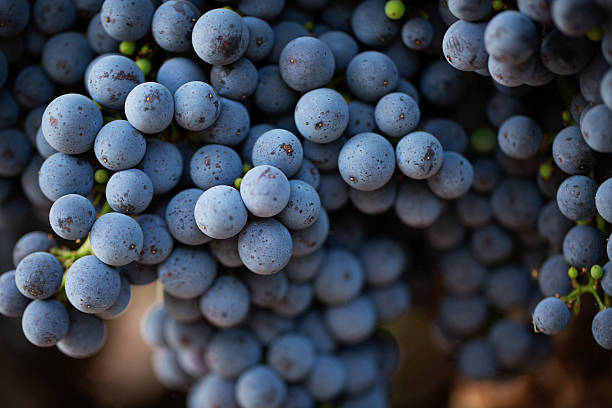 uve da vino - napa valley vineyard grape food foto e immagini stock