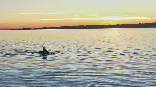 Dolphin Fin Swimming, Twilight Sunset, Hilton Head Island, South Carolina Single dolphin fin sticking out of the calm evening ocean water on Hilton Head Island, South Carolina. hilton head photos stock pictures, royalty-free photos & images