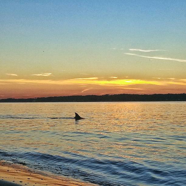 istock Dolphin Fin Swimming, Twilight Sunset, Hilton Head Island, SC, Square 492994754