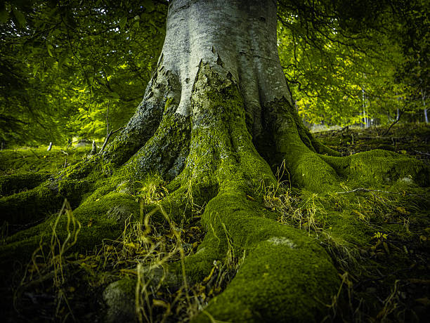 árbol raíces en un bosque - musgo fotografías e imágenes de stock