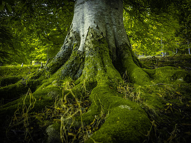 albero con radici in una foresta - betulla dargento foto e immagini stock