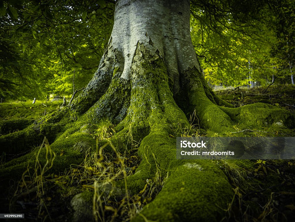 Tree Roots In A Forest The Tree Roots Of An Ancient Birch Tree In A Beautiful Green Forest Tree Stock Photo