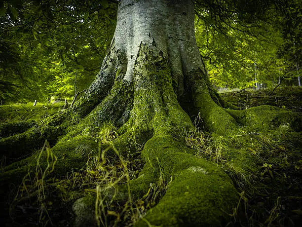 The Tree Roots Of An Ancient Birch Tree In A Beautiful Green Forest
