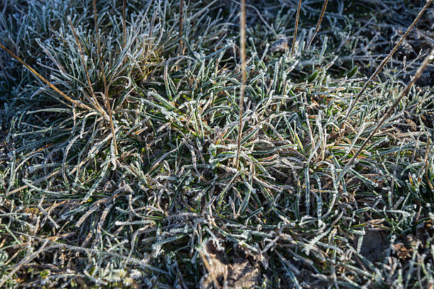 istock Frost on the grass in the early morning 492996476