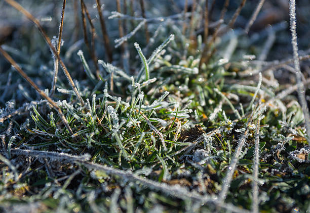 istock Frost on the grass in the early morning 493018172