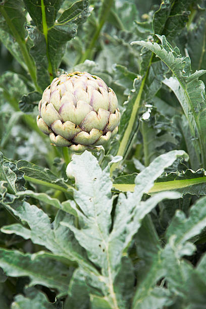 istock Artichoke in the Garden 493018990