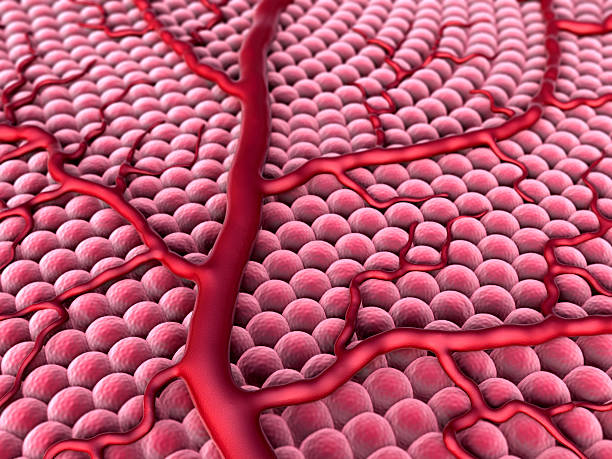 모세관 및 세포 - human artery animal artery human heart blood 뉴스 사진 이미지